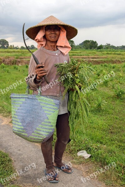 Bali Indonesia Travel Rice Fields Agriculture