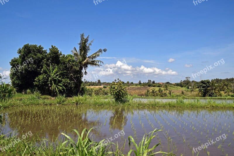 Bali Indonesia Travel Rice Fields Nature