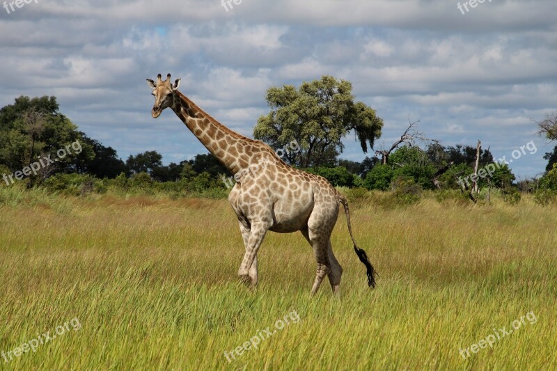 Giraffe Africa Savannah Safari Free Photos