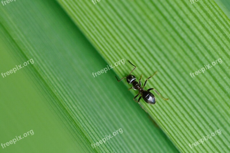 Ant Insect Green Macro Free Photos