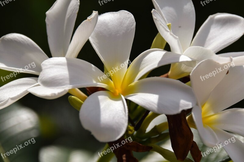 Frangipani Plumeria Indonesia Travel Gili Islands