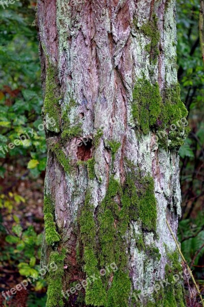 Tree Old Lichens Moss Trunk