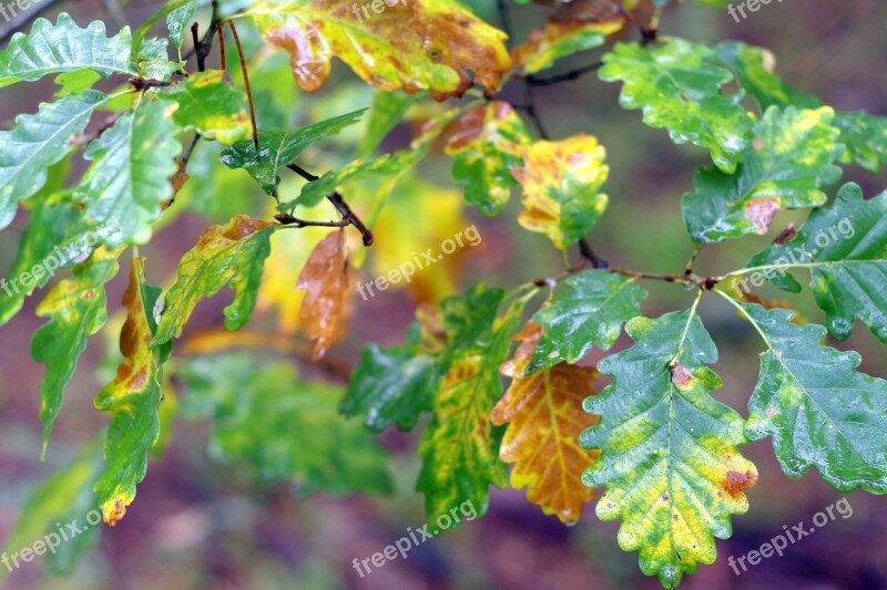 Oak Foliage Yellow Golden Colorful