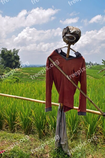 Bali Indonesia Travel Rice Fields Scarecrow