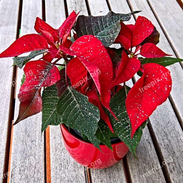 Plant Poinsettia Adventsstern With Glittering Euphorbia Pulcherrima