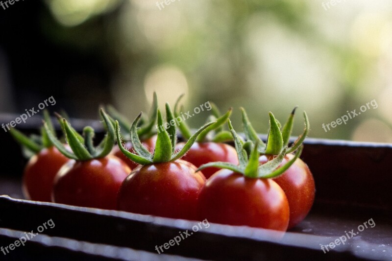 Tomatoes Garden Green Food Vegetable