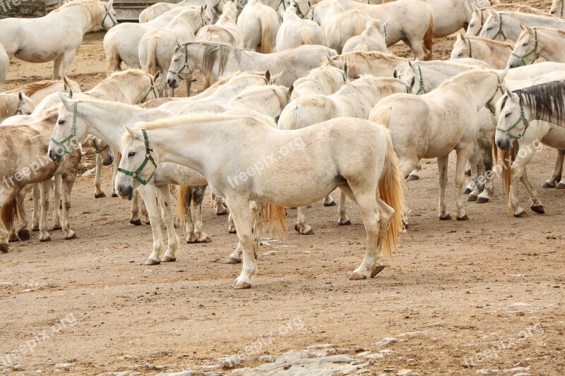 Horses Herd Lipizzan White Lipica