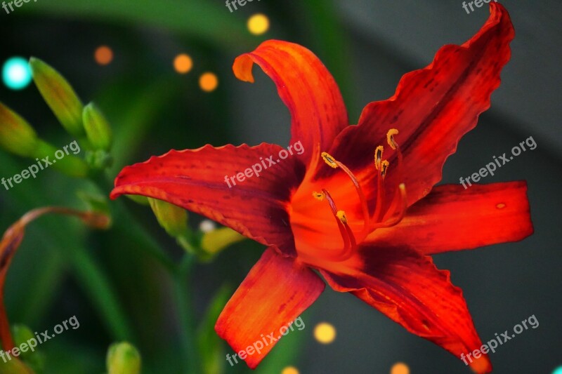 Red Lily Flower Floral Blossom