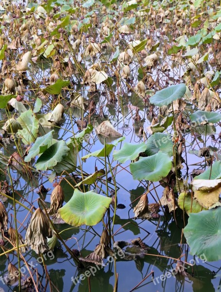 Lotus Plants Aquatic Water Lily Nymphaea Caerulea