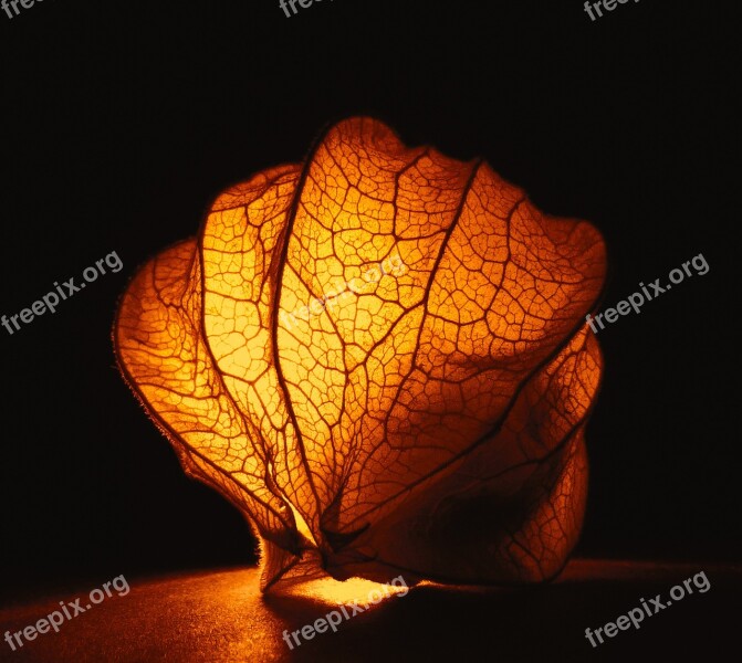 Physalis Capsule Gooseberry Fruit Vitamins Fruits