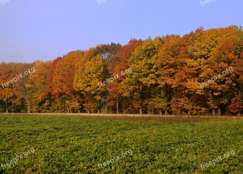 Forest Autumn Colorful Fall Foliage Color