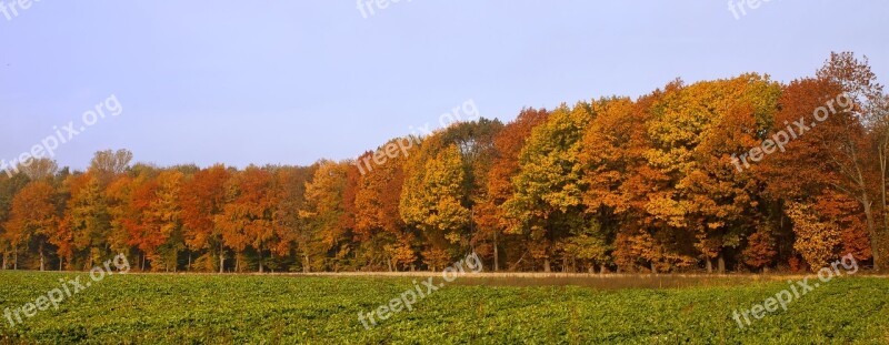 Forest Autumn Colorful Fall Foliage Color