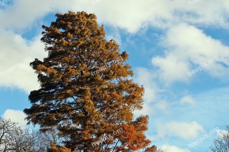 Tree Autumn Golden Autumn Nature Leaves