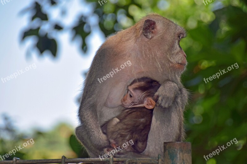 Bali Indonesia Travel Ubud Monkey Forest