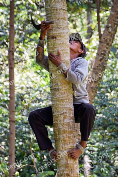 Bali Indonesia Travel Man Coconut Tree