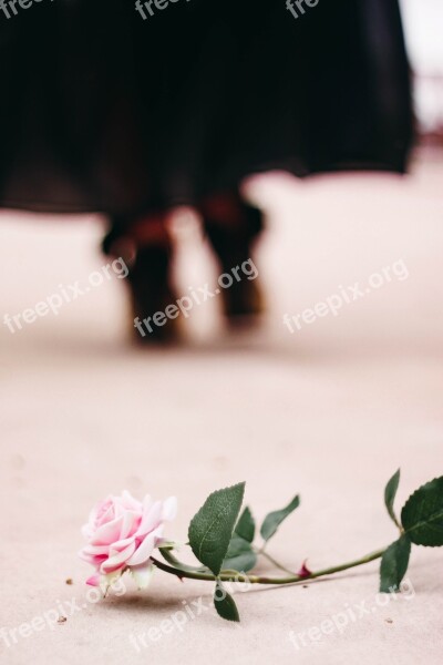 Rosa Flower Woman Delicacy Color Pink