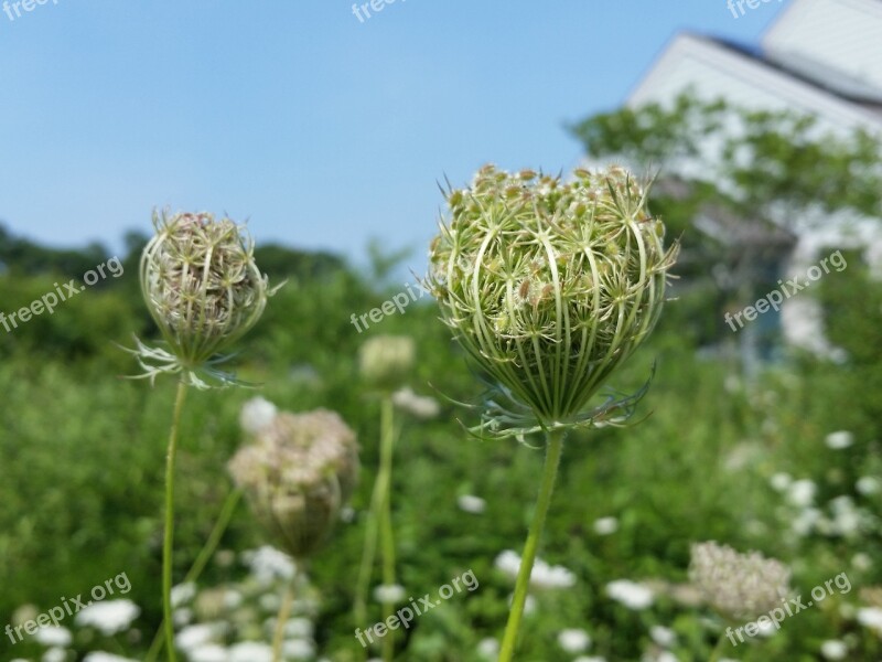 Flowers Plants Field Nature Garden