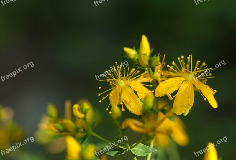 Hypericum Perforatum Herbaceous Saint John's Wort Wildflower Long Stamen