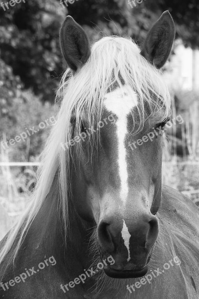 Horse Kaltblut Animal Portrait Pferdeportrait Black And White