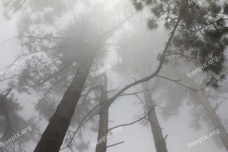 Forest Trees Fog Clouds Branches