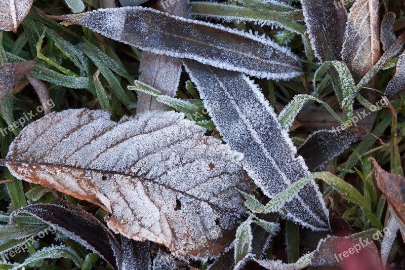 Hoarfrost Leaves Autumn Grass Winter