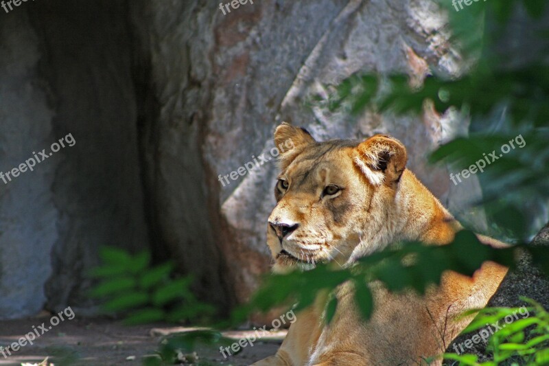 Lioness Quiet Watch Zoo Animal