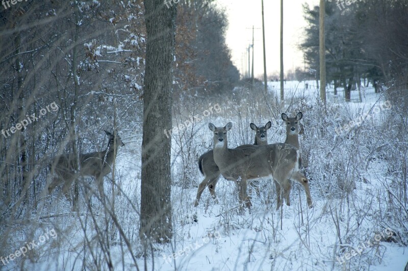 Deer Snow Animal Wildlife Winter