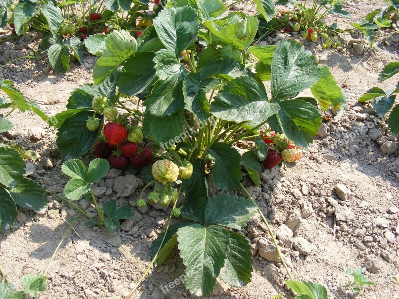 Strawberries Strawberry Bush Strawberry Bushes Agriculture Field