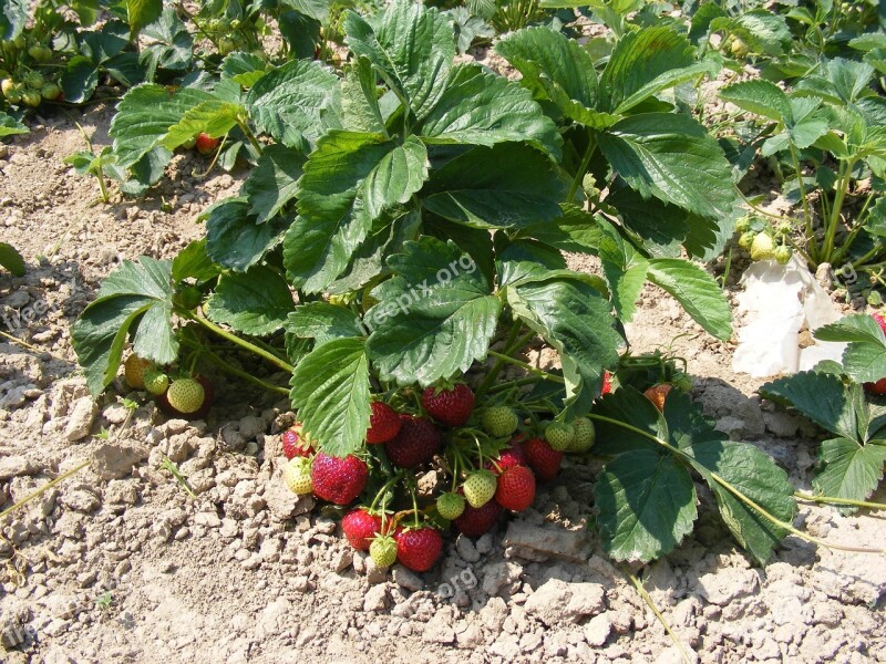 Strawberries Strawberry Bush Strawberry Bushes Agriculture Field