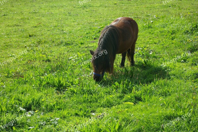 The Horse Pony Grass Eating Free Photos