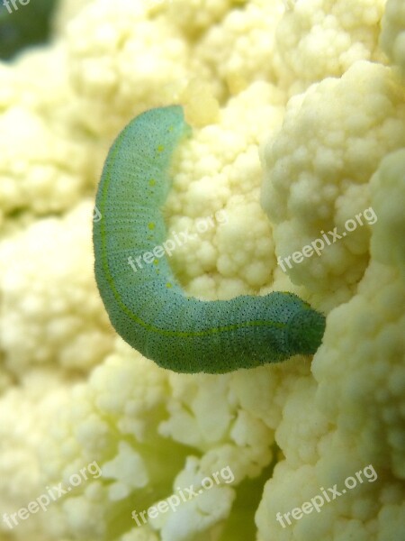 Cauliflower Caterpillar Pieris Rapae Cabbage Looper Plague