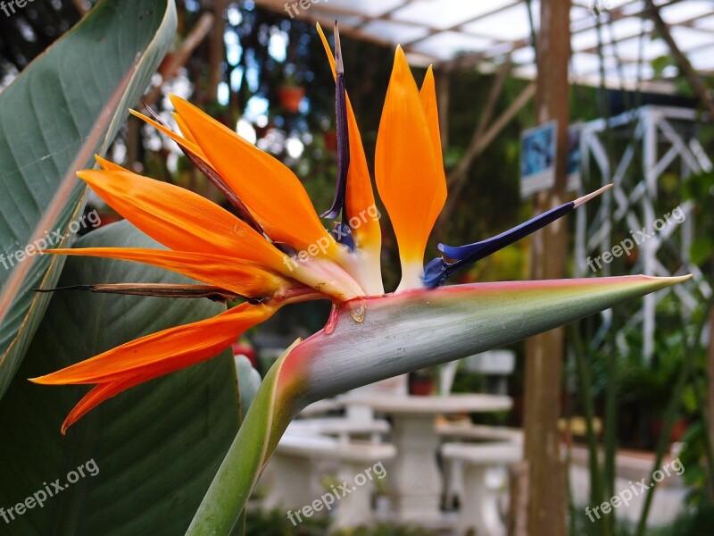 Bird Of Paradise Flower Orange Free Photos