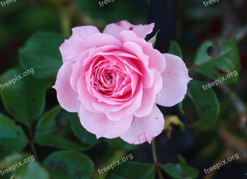 Pink Rose Flower Pale Petals