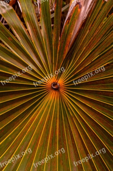 Foliage Nature Leaf Green Plant