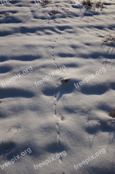 Snow Winter Footprints Animals Go