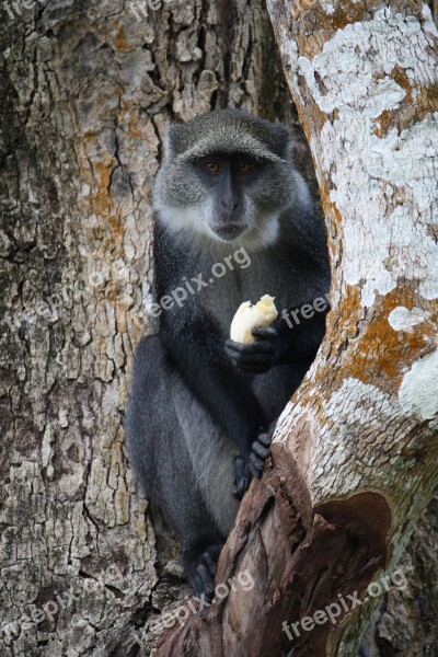 Monkey Africa Nature Eat Banan