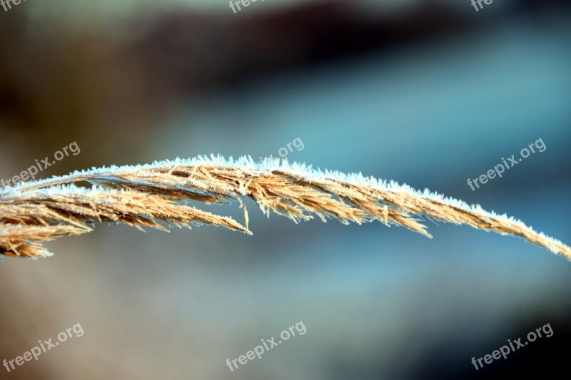 Frost Grass Cold Hoarfrost Winter