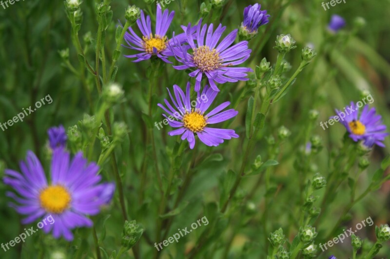 Flowers Violet Purple Flowers Garden Spring