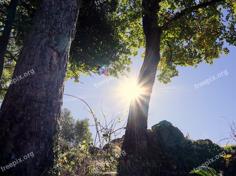 Trees Sun Sky Landscape Nature