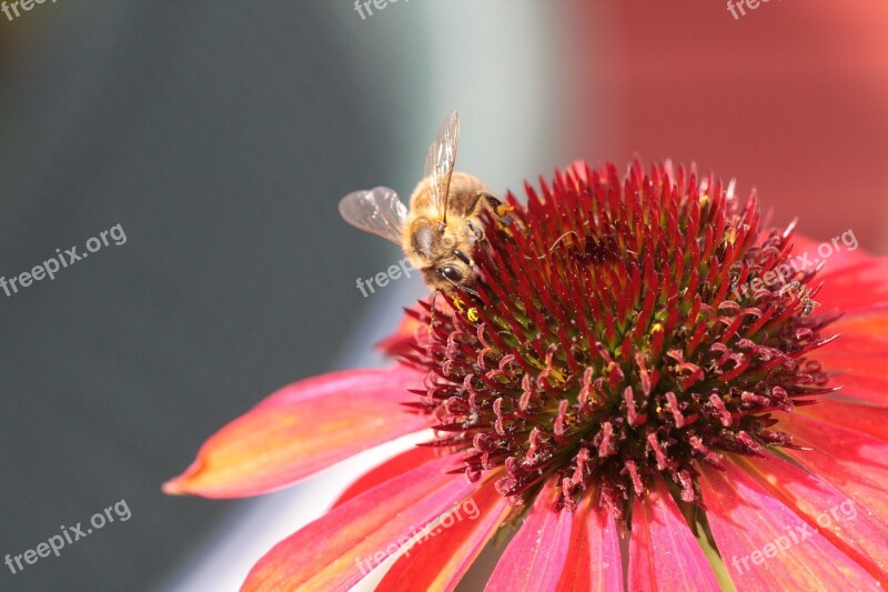 Echinacea Purple Bee Flower Purple Coneflower