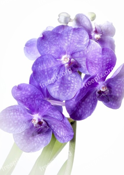 Vanda Purple Vingette Orchid Rarely