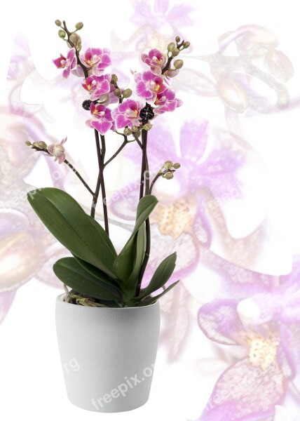 Orchid Phalaenopsis Yellow Red Lips Striped