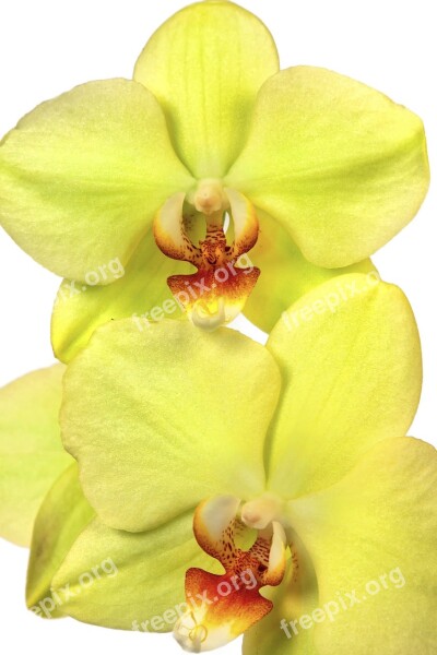 Orchid Phalaenopsis Exotic Yellow Red