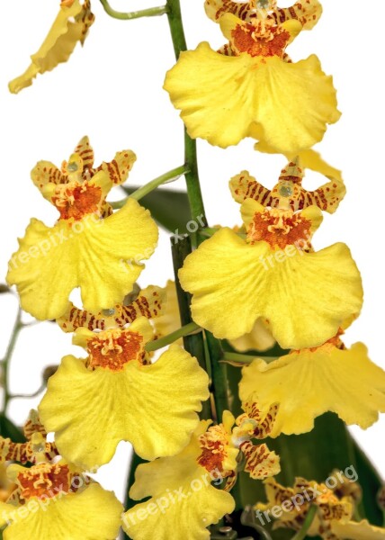 Oncidium Orchid Yellow Orange Orchid Blossom