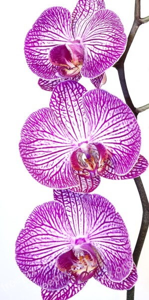 Orchid Phalaenopsis Pink Purple Striped