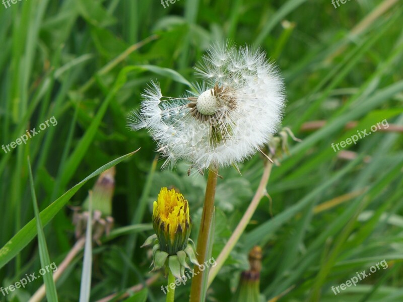 Dandelion Clock Spring Dandelion Plant Flower