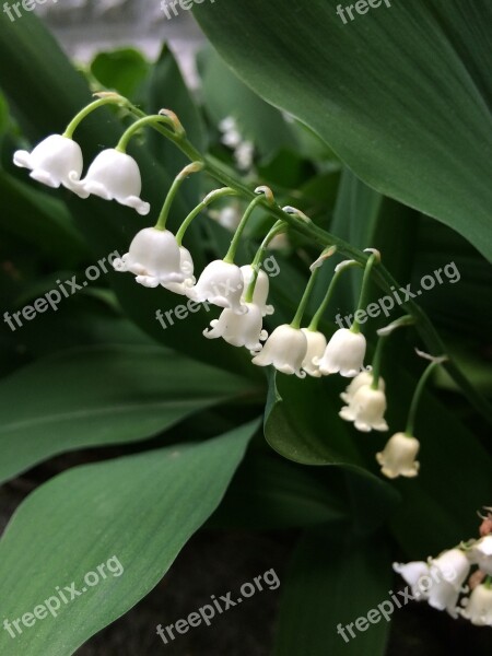 Lily Of The Valley Flowers White Bells Natural Spring