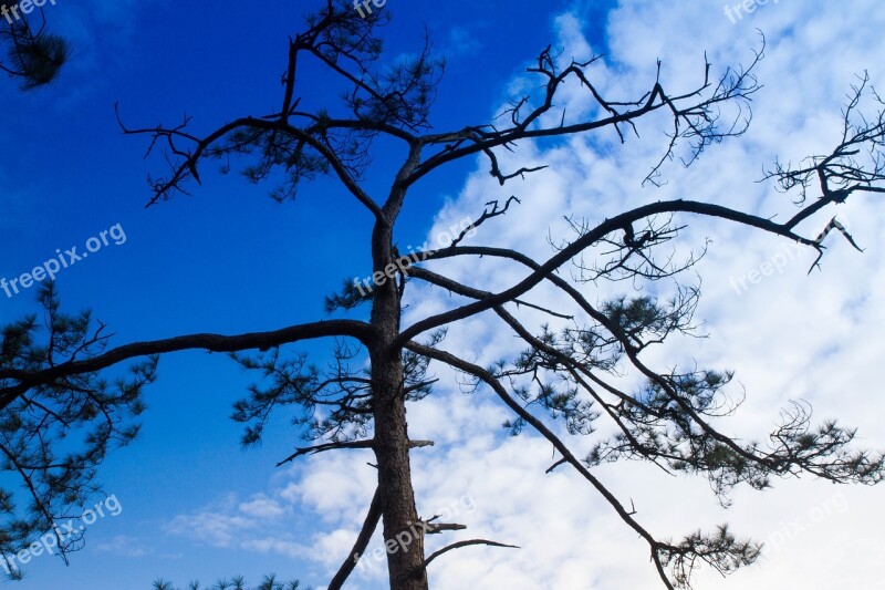 Tree Sky Nature Mountains Green