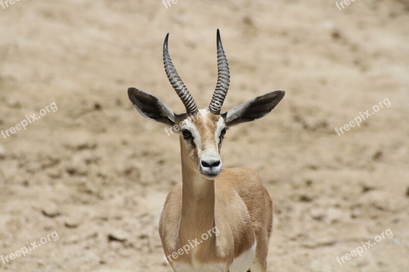 Herbivorous Portrait Animal Wilderness Wild