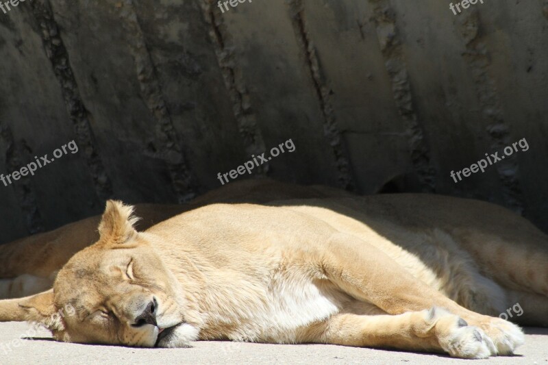 Lion Rest Sleeping Tired Free Photos